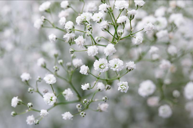 Baby Breath, Gypso