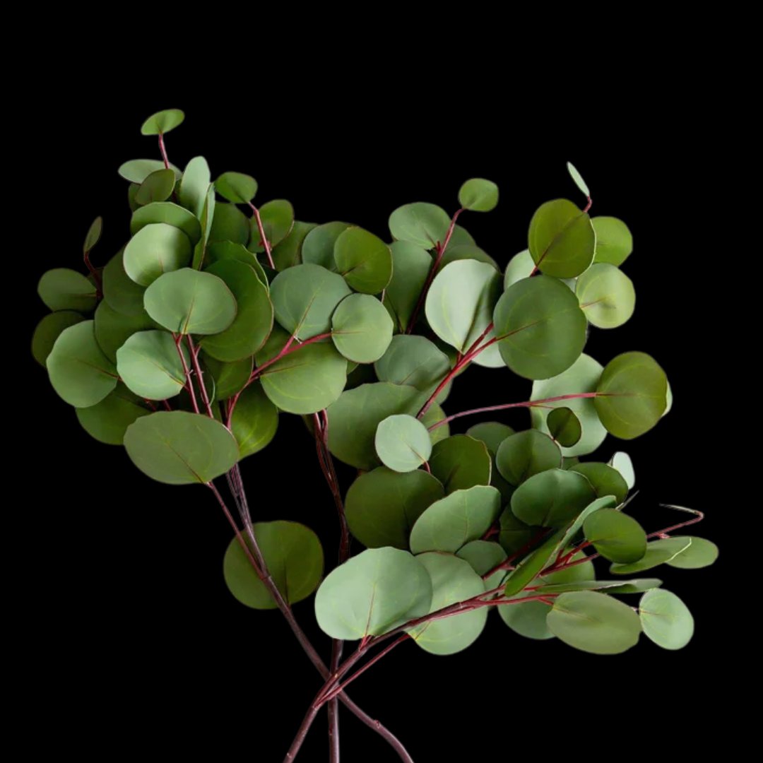 Eucalyptus