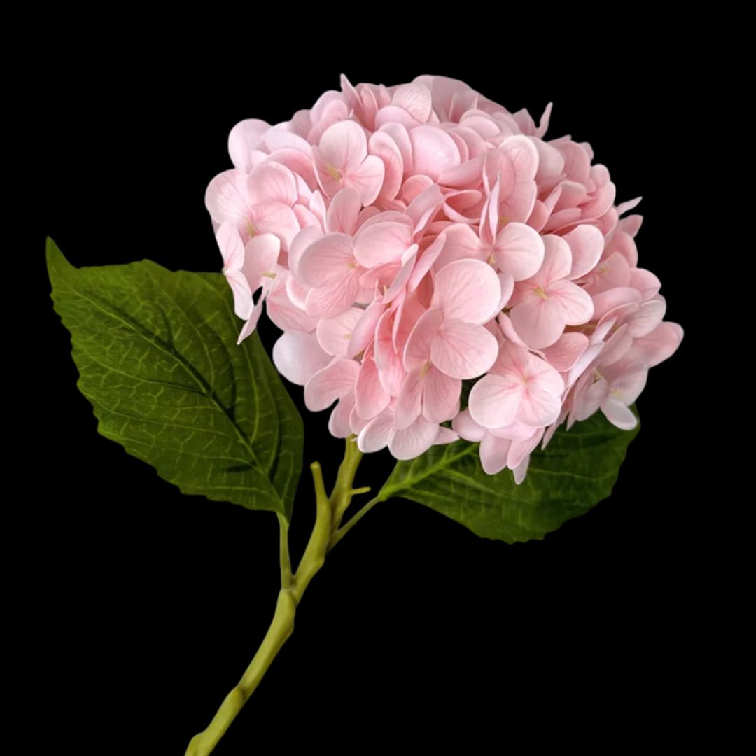Hydrangeas – tagged 