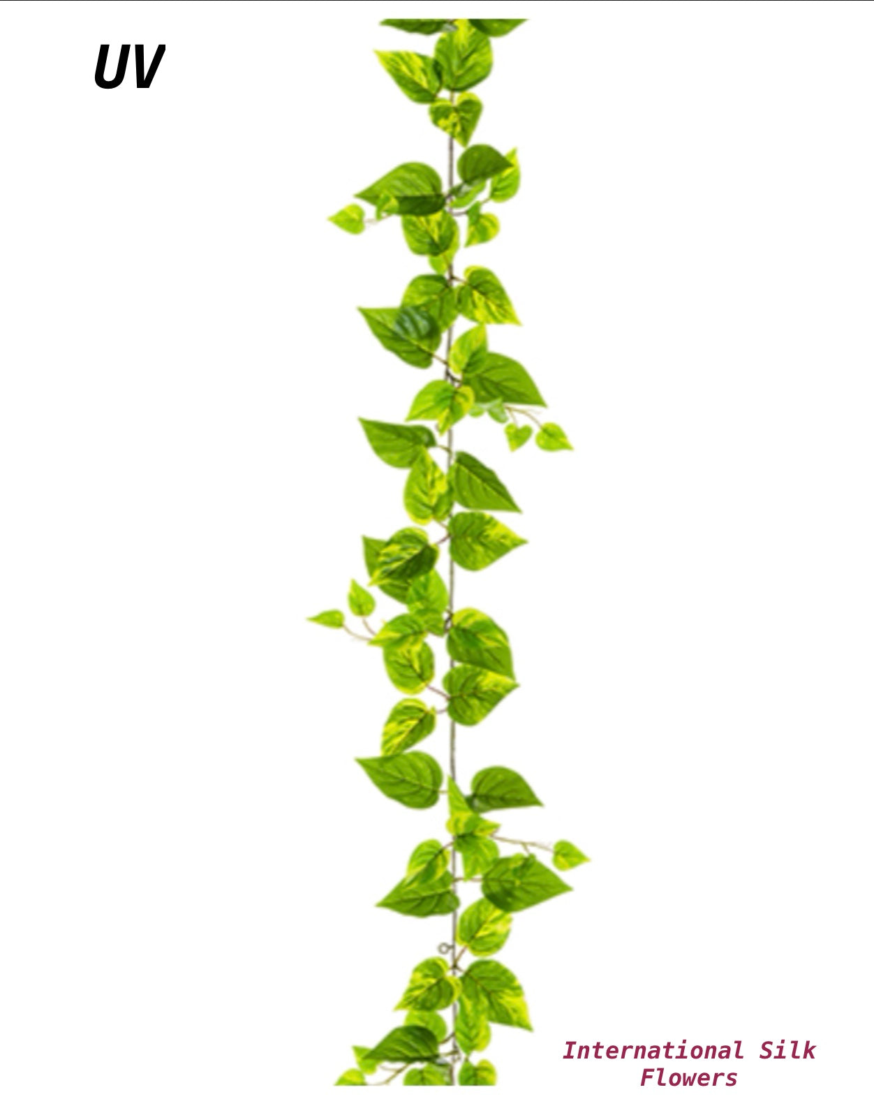 faux pothos hanging plant Los Angeles Wholesaler | 5' UV Protected Faux Pothos Leaf Garland ( PGP808-GR/WH )- International Silk Flowers