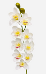 36'' Natural Touch Cymbidiu Orchid ( INT054-White )