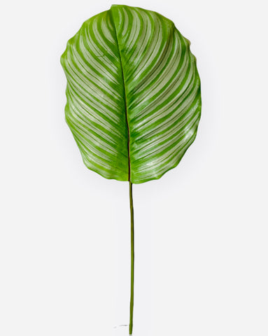 27" Real Touch Calathea Leaf (SSC658 )