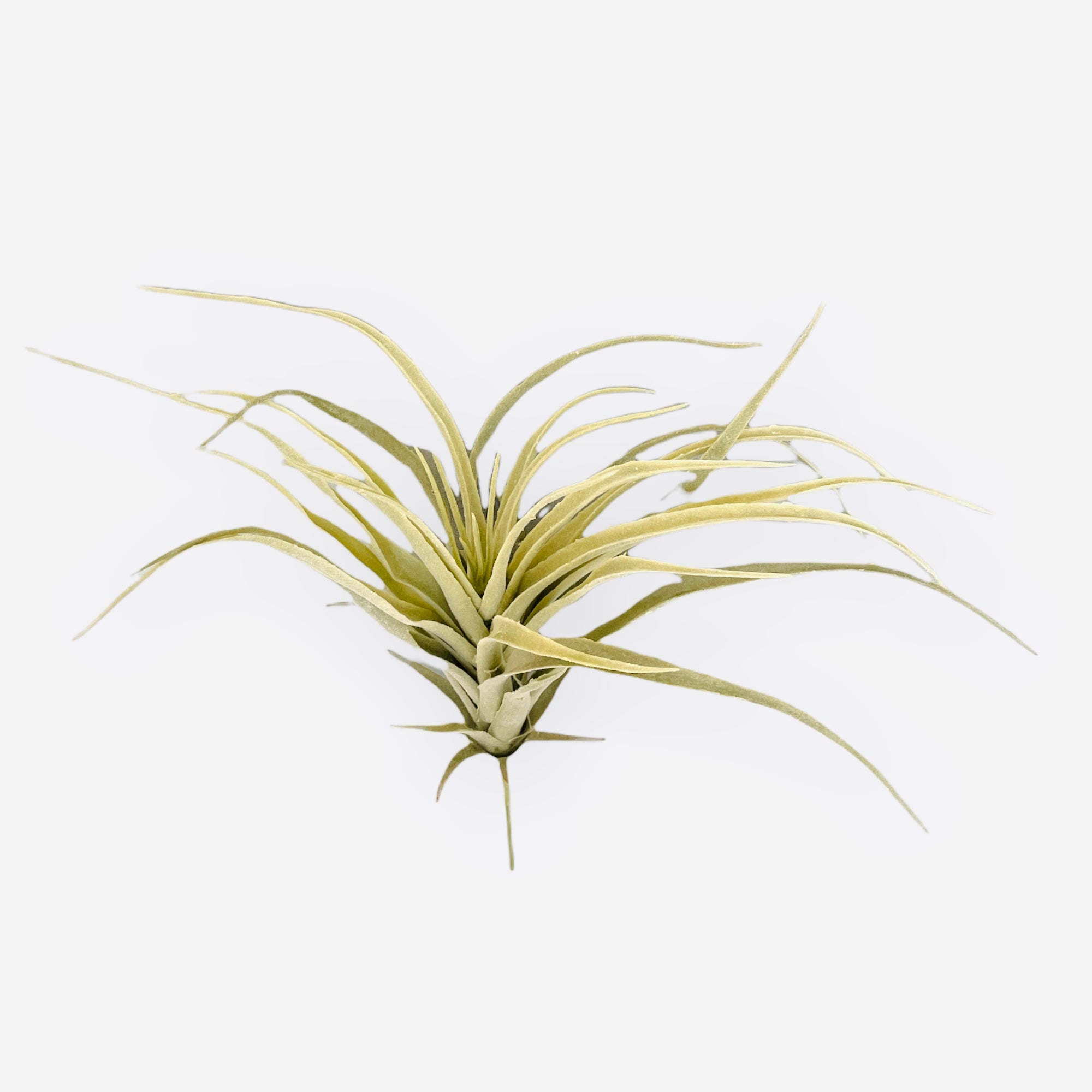 12.5'' MD TILLANDSIA SPRAY ( AA6752 )