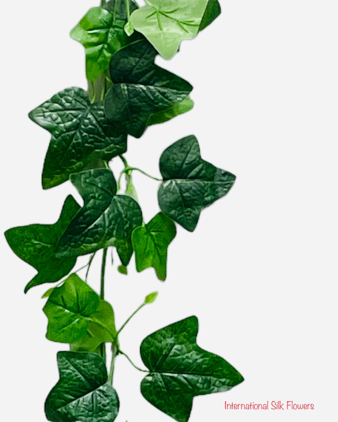 6' English IVY ( INT101 )