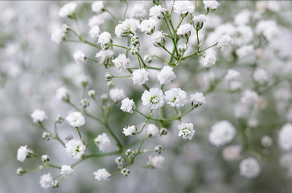 Baby Breath, Gypso