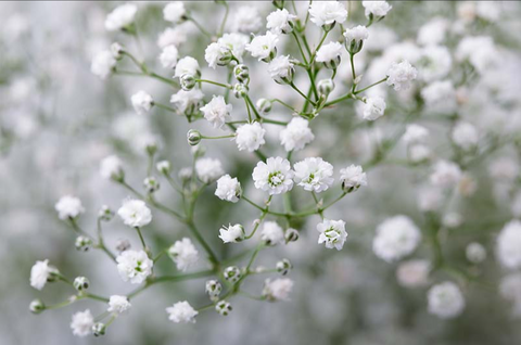 Baby Breath, Gypso