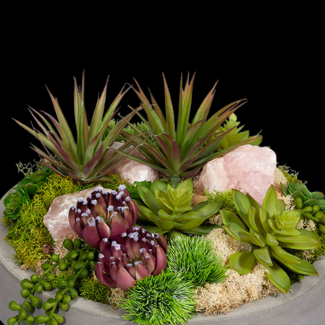 Succulents