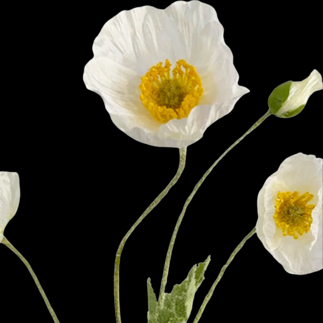 Poppies + Anemones