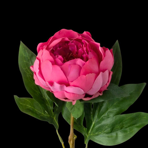 Peonies