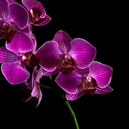 Orchids