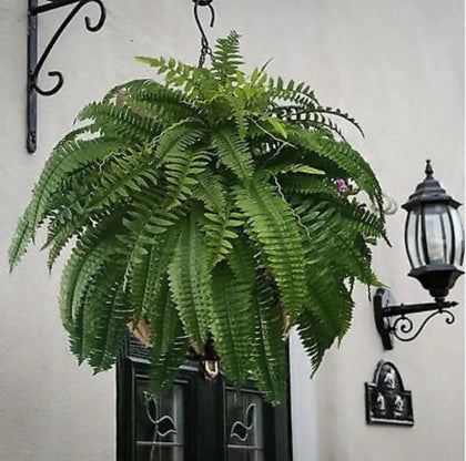 Fern Bush