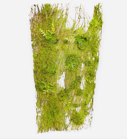 Moss