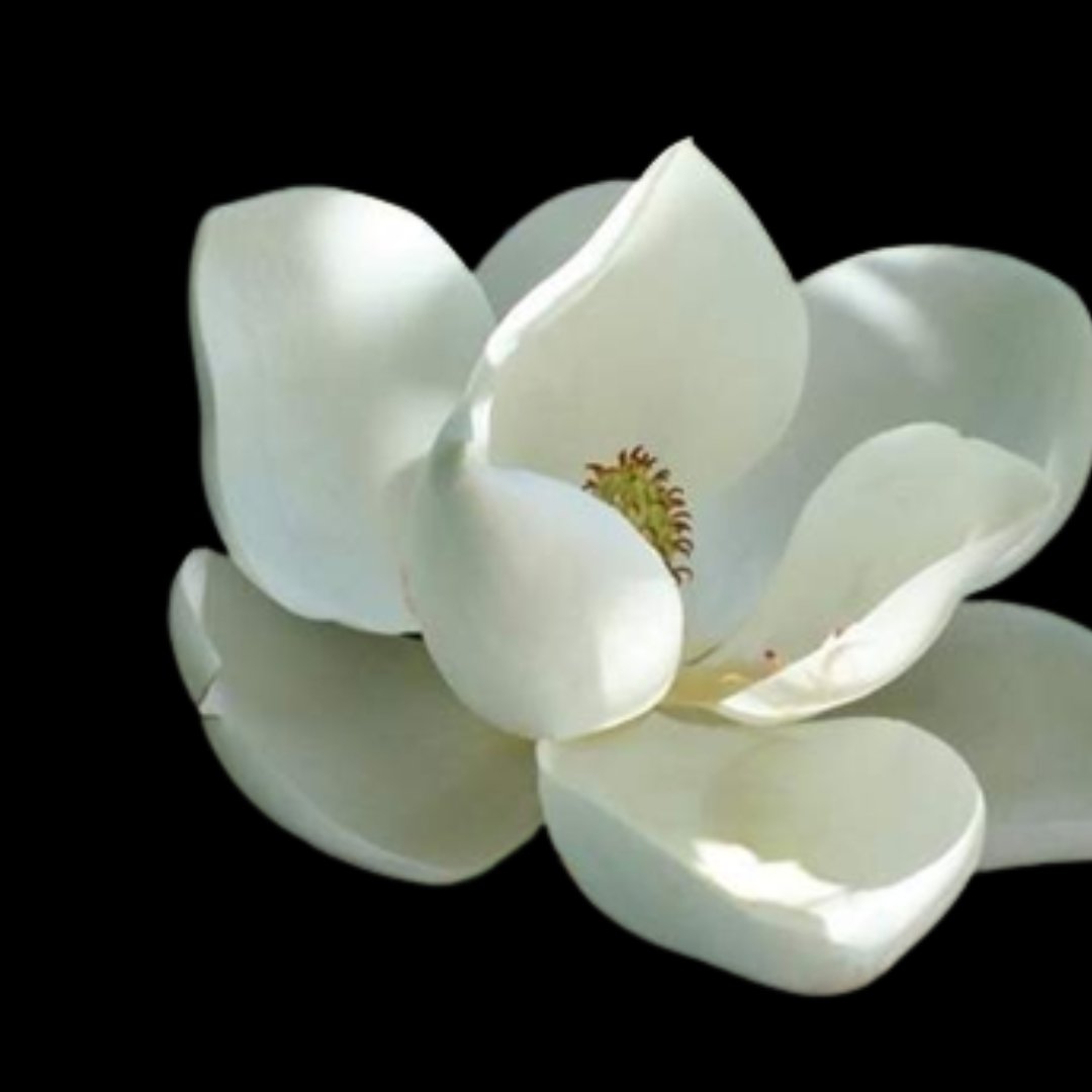 Magnolias