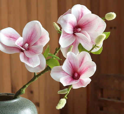 Magnolia