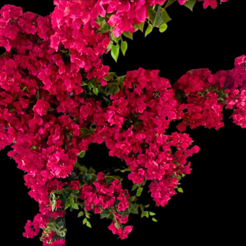 Bougainvillea