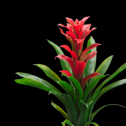 Tropical Flowers