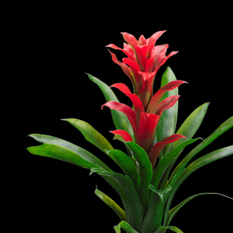 Tropical Flowers