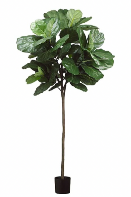 Fiddle Leaf Tree