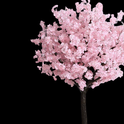 Cherry Blossoms