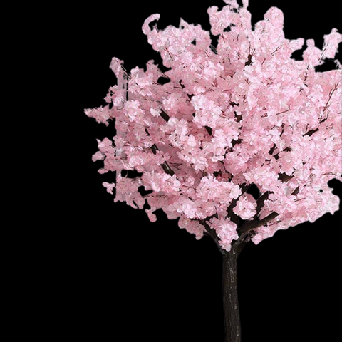 Cherry Blossoms