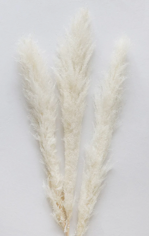 Pampas Grass