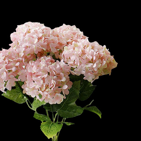 Hydrangeas