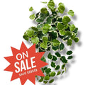 26" Creeping Charlie Bush ( INT577-KA )