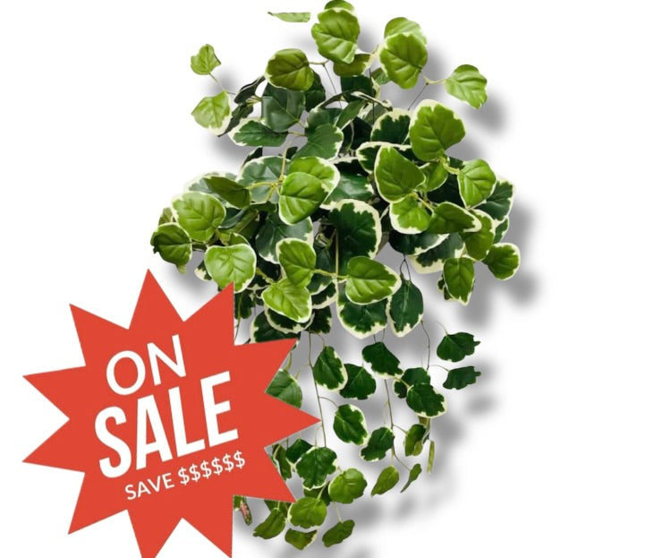 26" Creeping Charlie Bush ( INT577-KA )