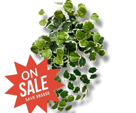 26" Creeping Charlie Bush ( INT577-KA )