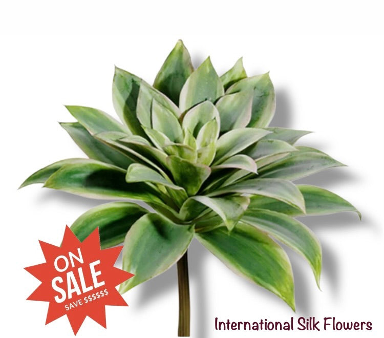 6.5" Echeveria Pick ( CE4206-Green/ 2Tone )