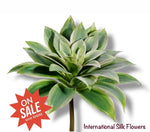 6.5" Echeveria Pick ( CE4206-Green/ 2Tone )