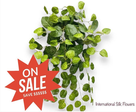 26" Creeping Charlie Bush  ( INT574-KA )