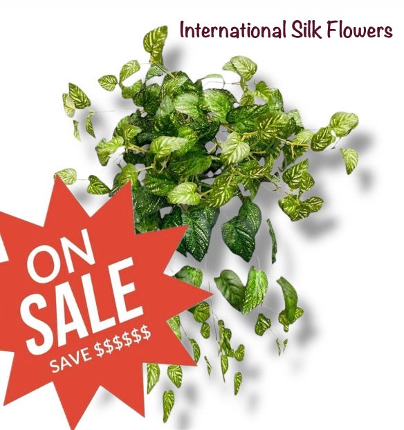 26" Spotted Coleus Bush ( INT584-KA )