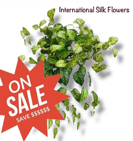 26" Spotted Coleus Bush ( INT584-KA )