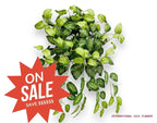 26" Dieffenbachia Bush ( INT636-KA )