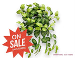 26" Dieffenbachia Bush ( INT636-KA )