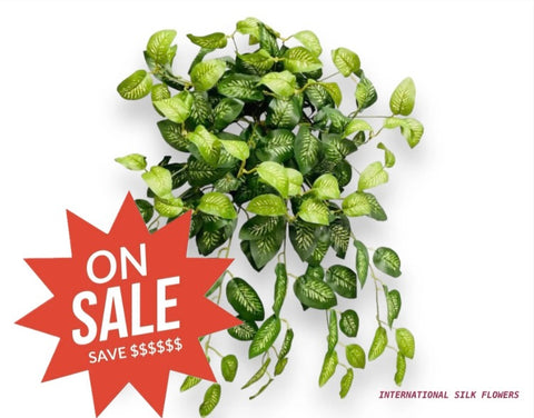 26" Dieffenbachia Bush ( INT636-KA )