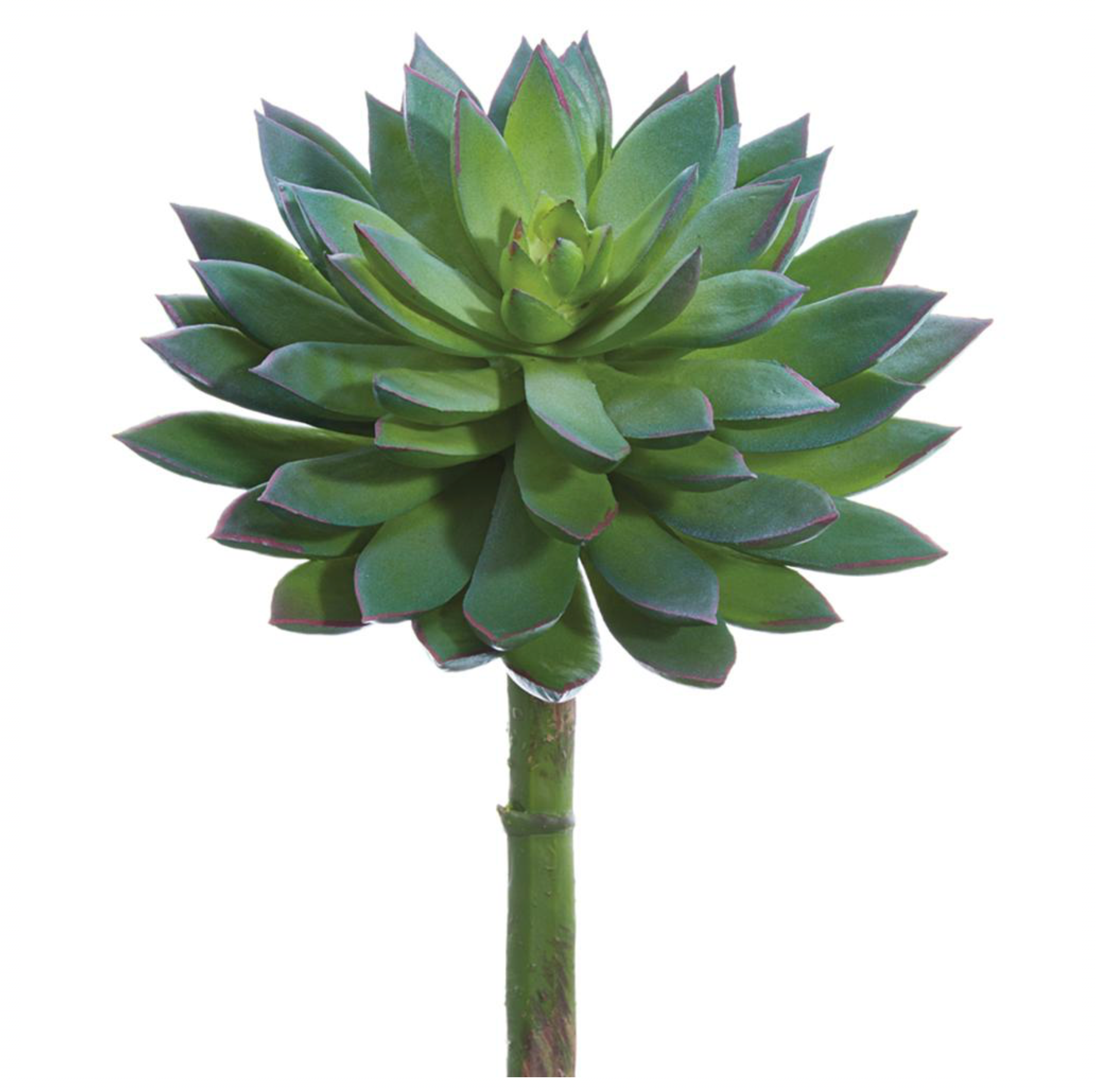 8" Echeveria Pick ( CE3235-GR/GY )