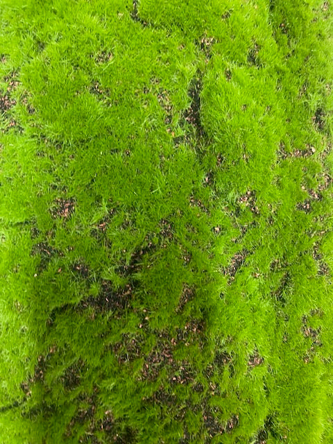 39''X38'' Moss Matt ( SGB46-232 )