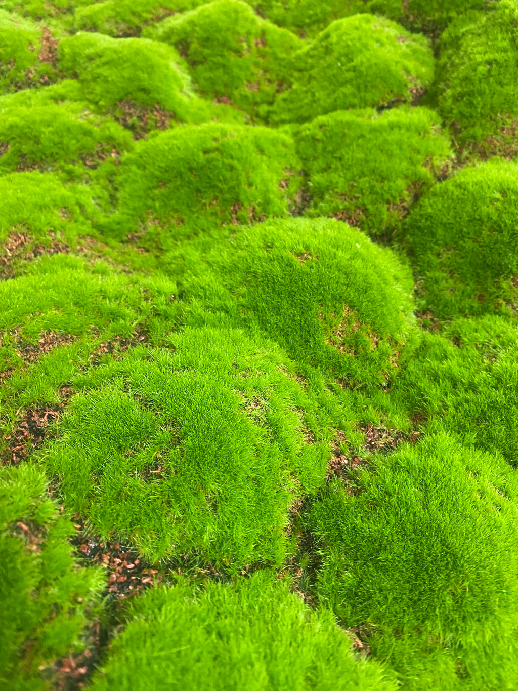 39.37''x39.37'' Moss Sheet ( YM-CP027-Green )