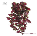 25" UV Protected Coleus Hanging Bush ( PBC533-BU/GR )