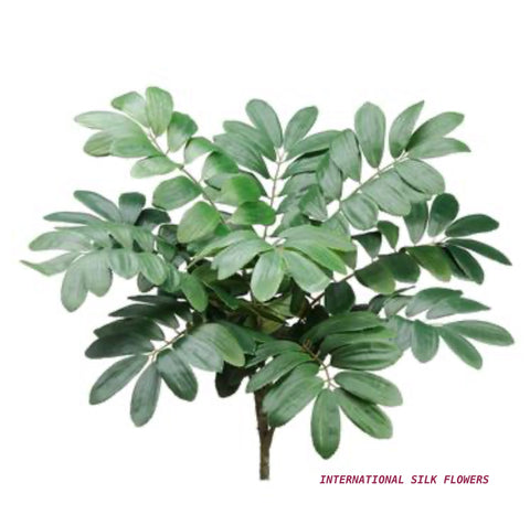 22" Zamia Furfuracea Bush ( PPZ318-GR )