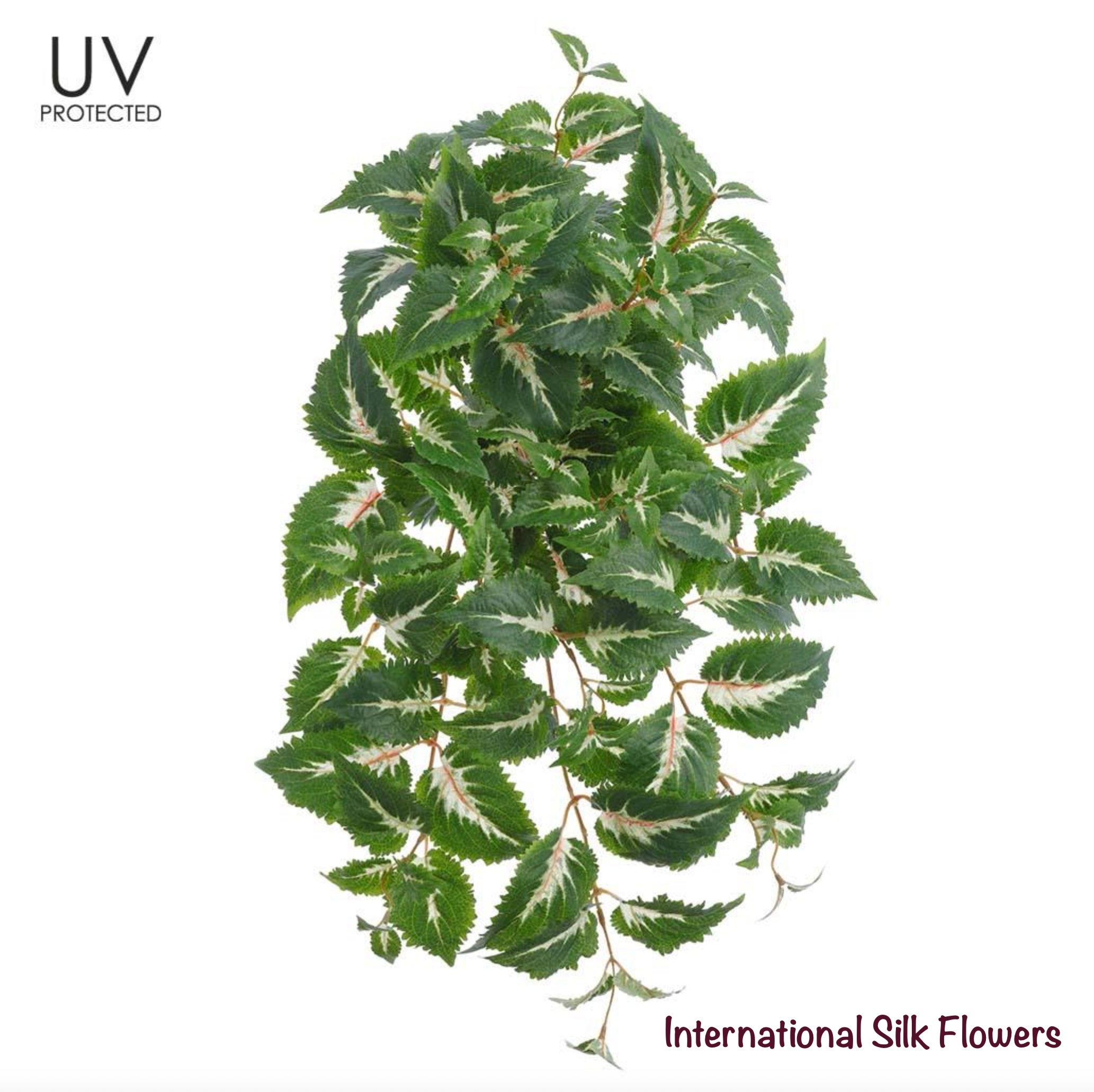 25" UV Protected Coleus Hanging Bush ( PBC533-GR/CR )