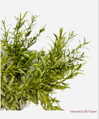 8'' Rosemary Bush ( PBR056 )