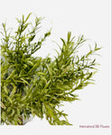 8'' Rosemary Bush ( PBR056 )