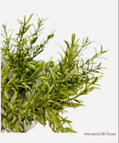 8'' Rosemary Bush ( PBR056 )