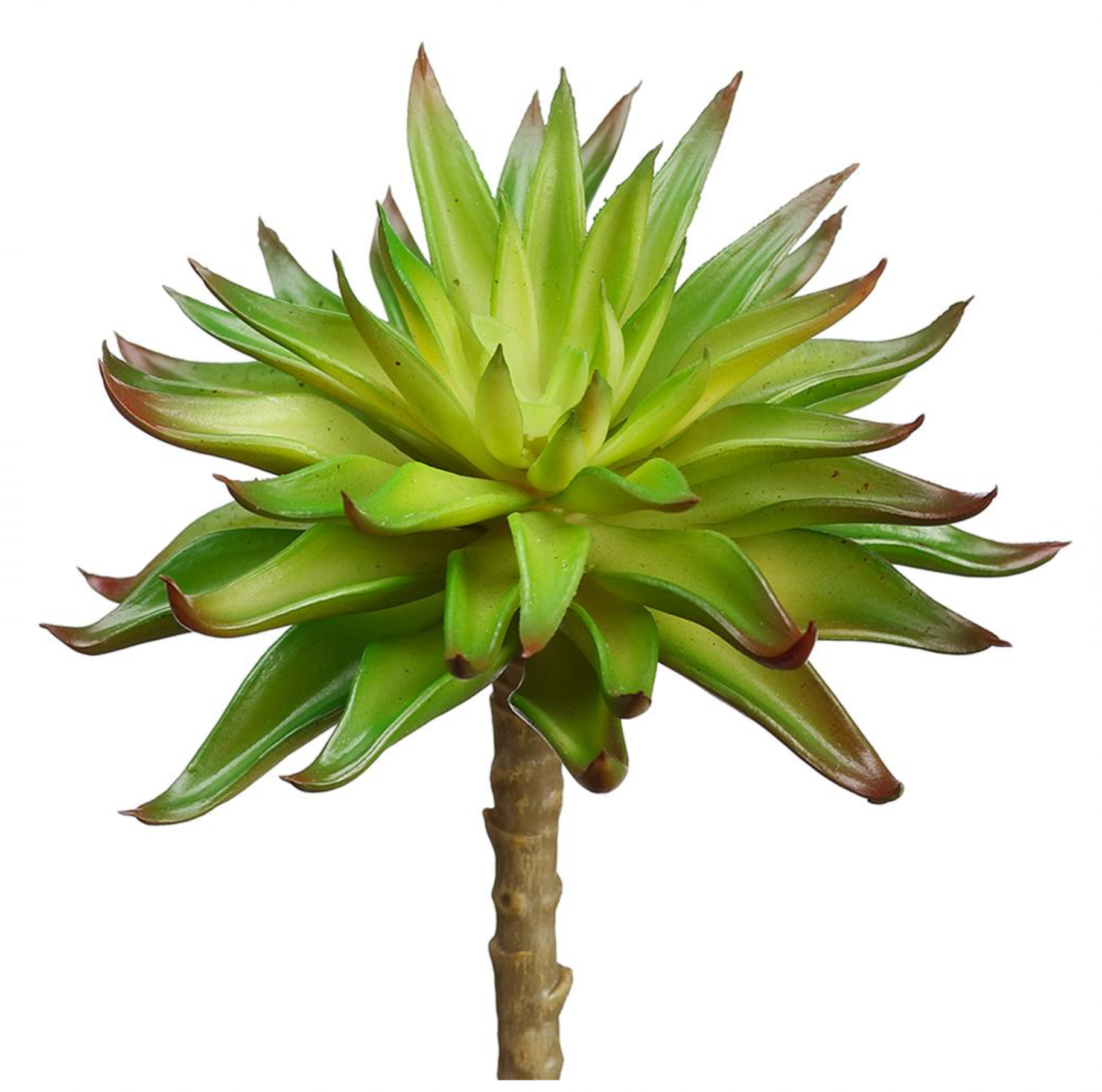 6" Real Touch Aeonium Pick ( CKA256-GR/BU )