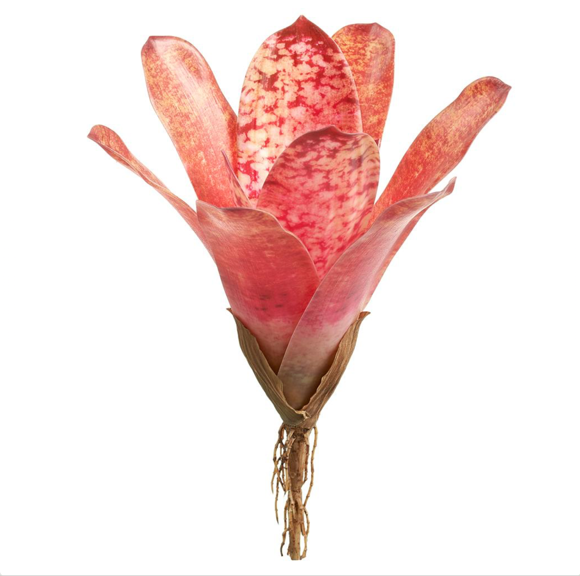 12'' Bromeliad Plant ( PPB084-WM/TT )