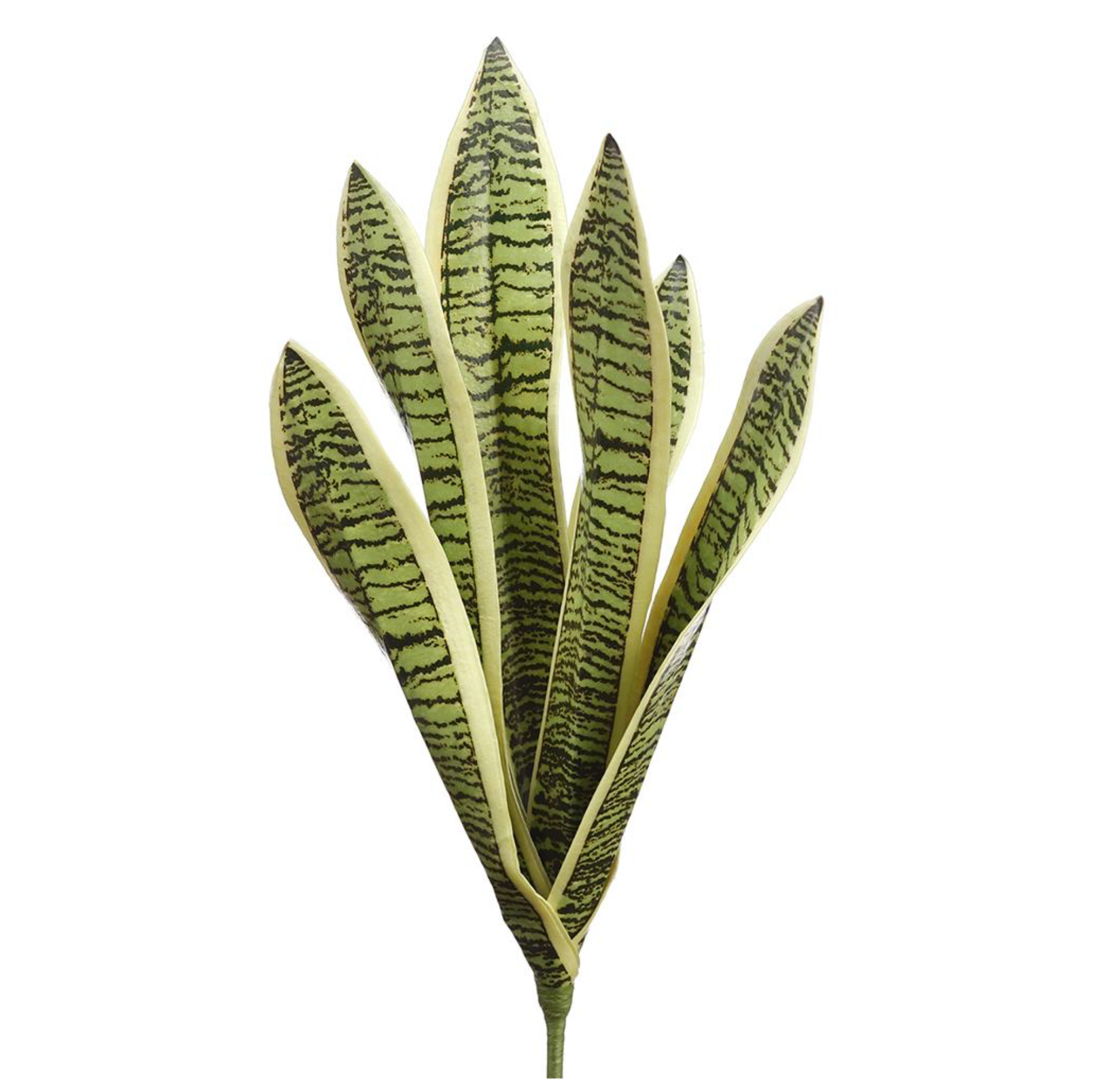 16" Sansevieria Plant  ( PPS302-VG )