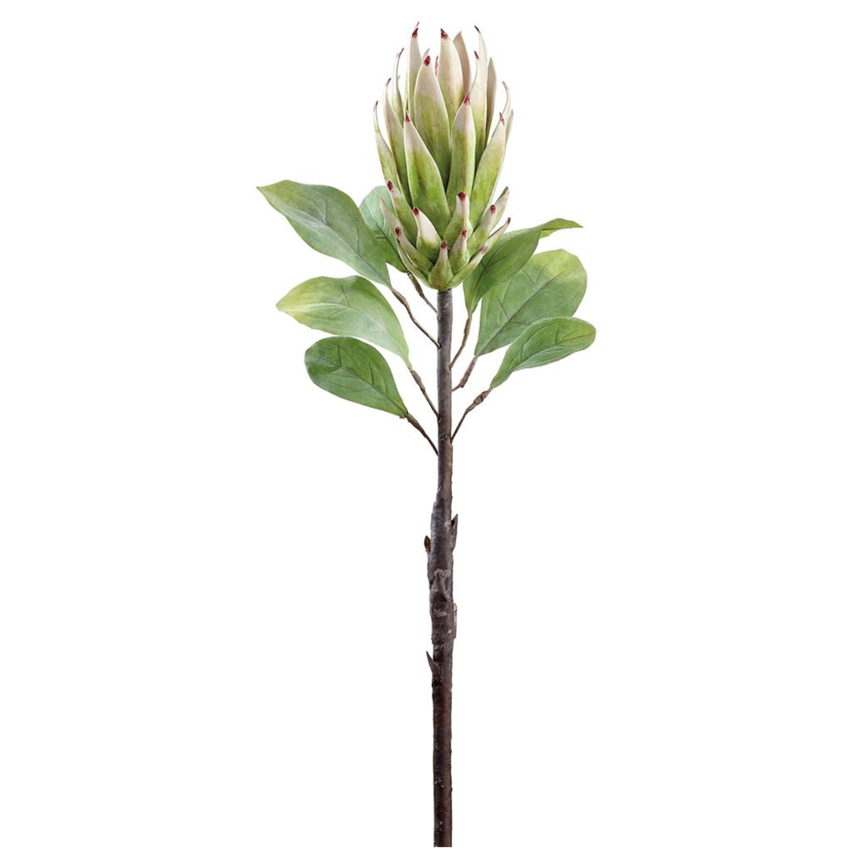 29" Protea Spray ( FSP436-CR/GR )